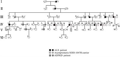 Clinical and genetic study of a Chinese family affected by both amyotrophic lateral sclerosis and autosomal dominant polycystic kidney disease